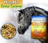 paardenvoer van Hugho (Grove Lucerne )